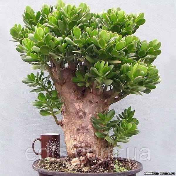 Растение ⌀ 5 Crassula SPRING TIME (Крассула, Толстянка ...