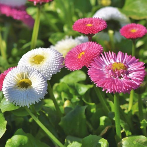 Маргаритка многолетняя / Bellis perennis / Атлас цветущих ...