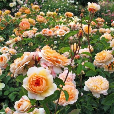 Rosa 'Port Sunlight' | BBC Gardeners World Magazine