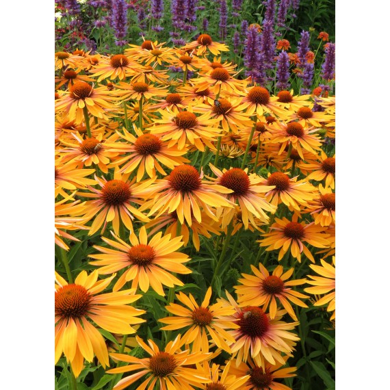 Echinacea purpurea Big Kahuna — Эхинацея Big Kahuna — Садовые ...