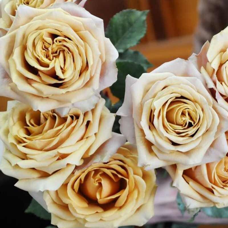 Buy Wholesale Golden Mustard Garden Rose in Bulk - FiftyFlowers