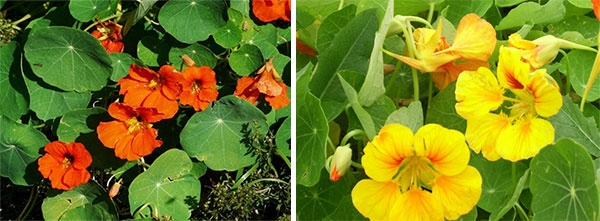 Настурция большая (Tropaeolum Majus ...