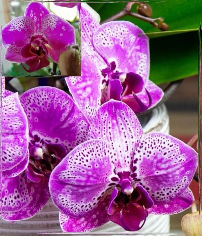 Phal. Leco Fantastic 'Ll045-2' (Орхідея, Підлітки ...