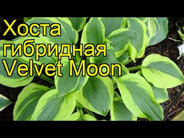 Hosta.com.ua. Хоста Moon Split (Мун Спліт): опис, фото з мого ...