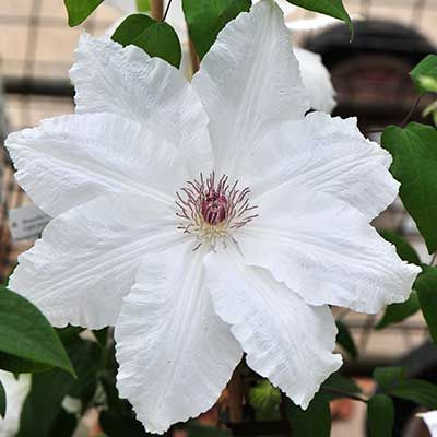 Клематисы - Clematis - Źródło Dobrych Pnączy