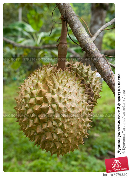 Стоковые видео Pohon durian - Скачать футажи Pohon durian ...