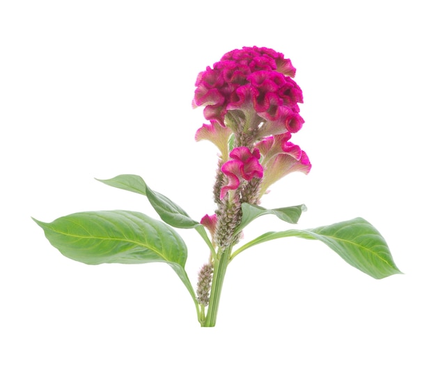 Целозия гребенчатая (Celosia argentea f. cristata), которую ...