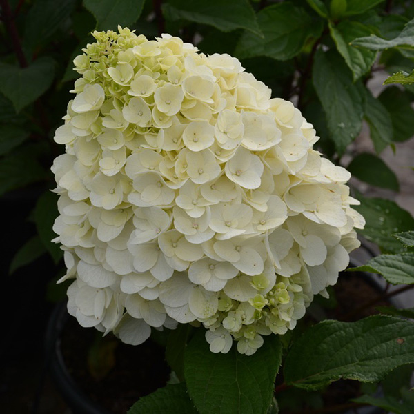 Hydrangea paniculata Magical Mont Blanc • Hydrangea Magical ...