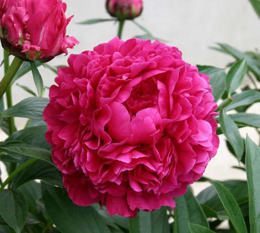 Пион молочноцветковый Канзас: купить саженцы Paeonia ...