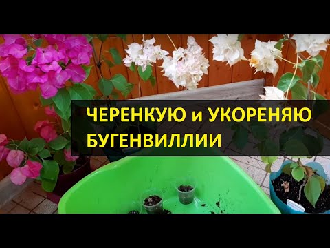 Комнатные цветы фиолетового цвета - 54 фото