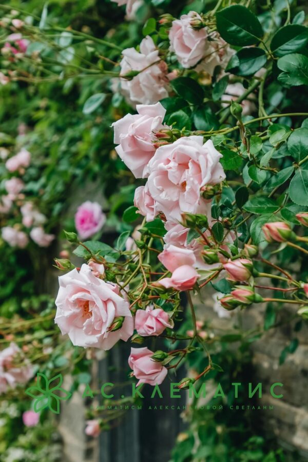 New Dawn Climbing Rose - Shop Roses | Spring Hill – Spring ...