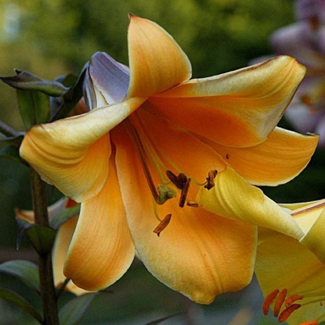 Лилия трубчатая Африкан Квин (lilium african queen) 🌿 обзор ...