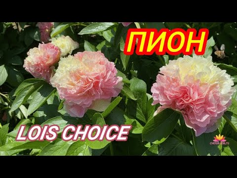 Пион “Лойс Чойс” (Paeonia “Lois Choiсe”) купить в Украине на ...