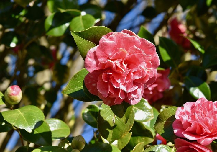 Камелия японская (Camellia japonica L.) – Комнатные растения ...