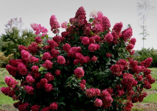 Гортензия метельчатая Даймонд Руж (Hydrangea Diamant Rouge ...