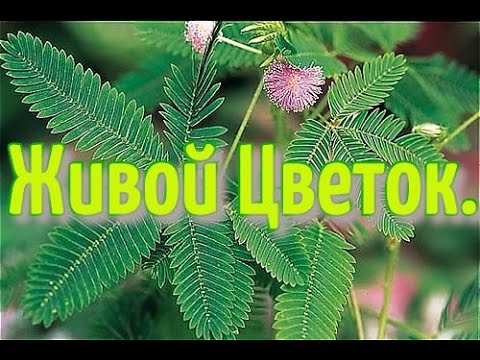 ₊‧꒰Мимоза стыдливая | Недотрога | Сенсорный цветок ...