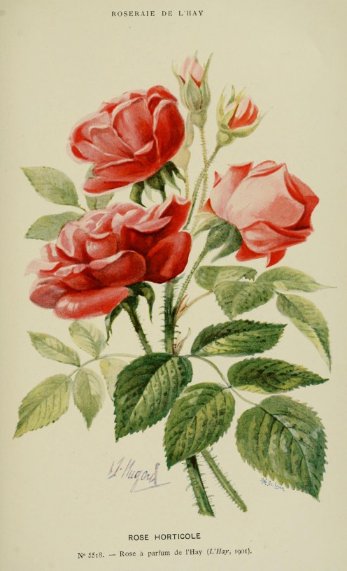 Файл:Red rose.jpg — Википедия