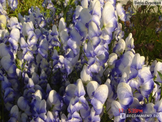 Аконит (Aconitum) – краткая характеристика - Мир Садоводства