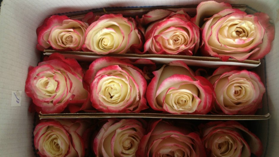 Ecuaplanet Roses