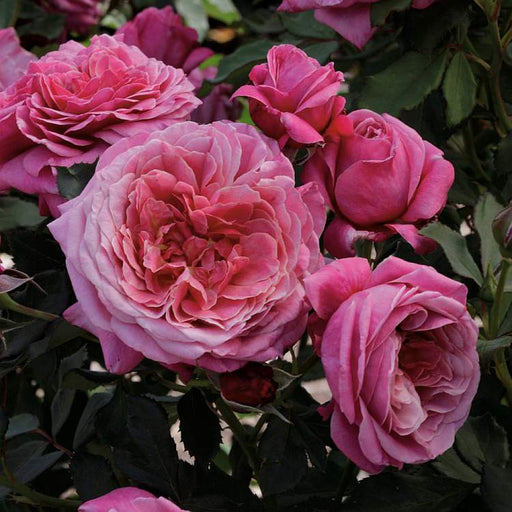 Fluffy pink peonies flowers background ...