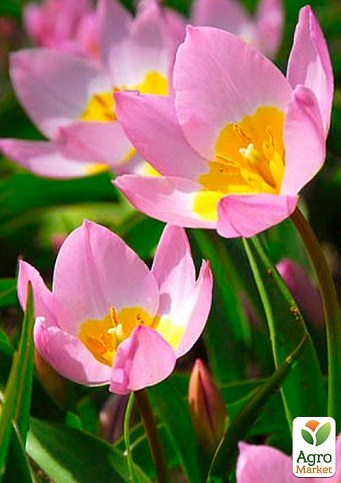 Blooming Pink Tulips Tulipa Saxatilis Keukenhof: стоковое ...