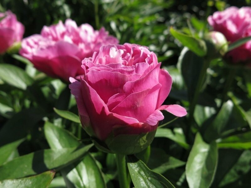 Triphene Parkin peony. Трифена Паркин пион. Пулков сад ...