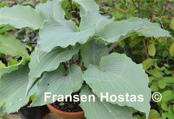 Fransen Hostas - Everyone that has seen Hosta 'Skywriter ...