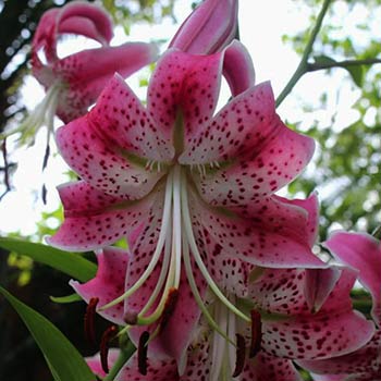 Lilium speciosum 'Uchida' - GARDENIDEA