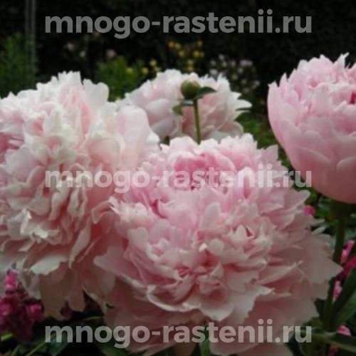 Luchshiy pion Ник Шейлор - пионы - My Peony Society