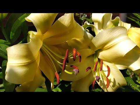 Лилия Шайн Он (Lilium Shine On) купить луковицы в Москве по ...