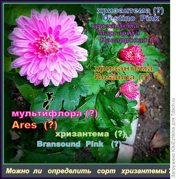 Хризантема индийская Pampkin 🔥 #цветы #flower #chrysanthemum ...