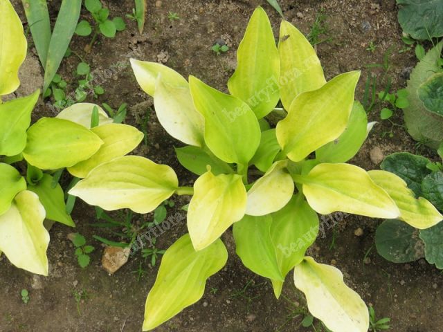 Hosta.com.ua. Хоста Fire Island из ...