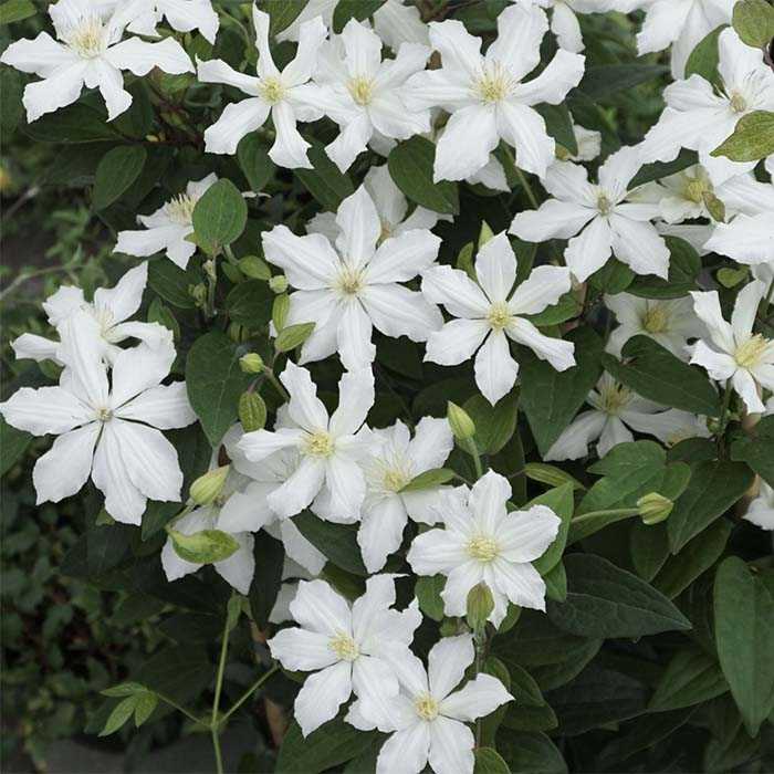 Клематис фиолетовый Джуста (Clematis viticella Justa) 2л 60 ...