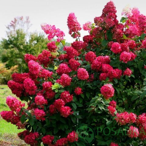 Гортензия метельчатая (Hydrangea paniculata `Diamant Rouge ...