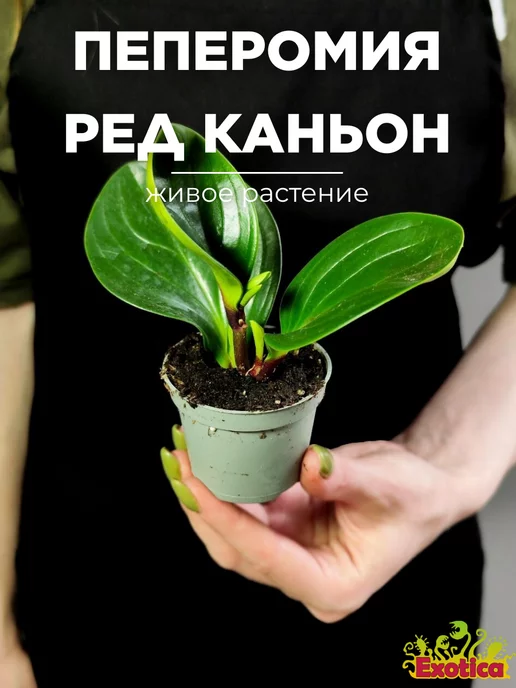 Пеперомия нивалис компакта (Peperomia Nivalis v. compacta ...