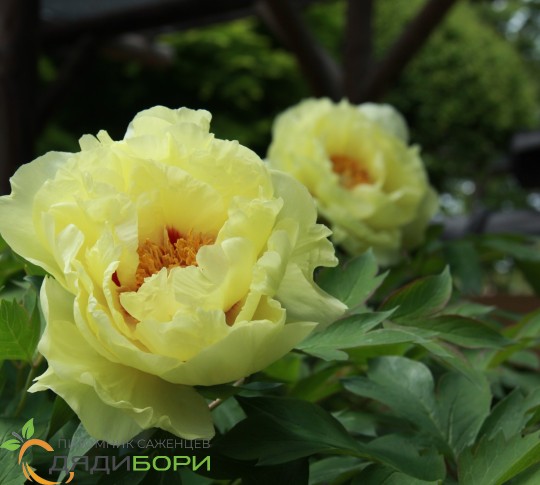 Paeonia itoh 'Yellow Crown' from NVK ...