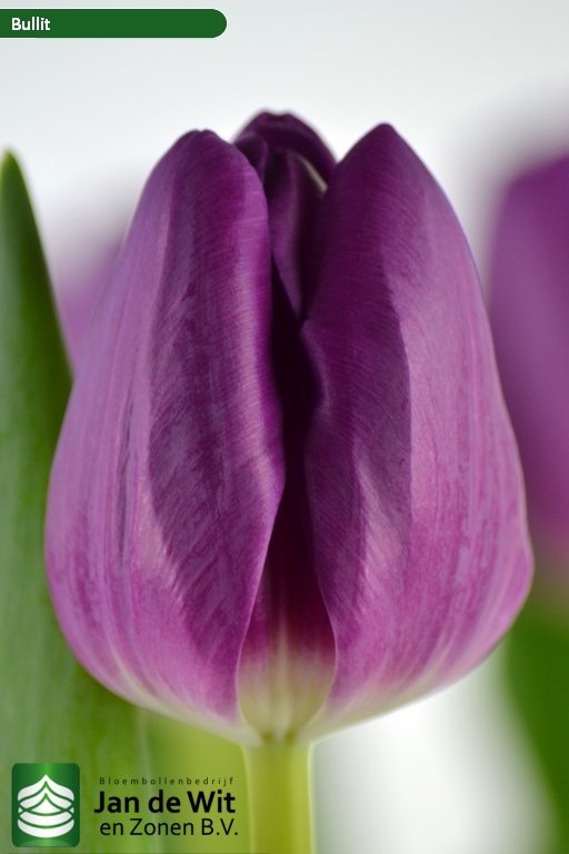 Nyenrode tulp - Stengs en Leijten - Tulpen Telers