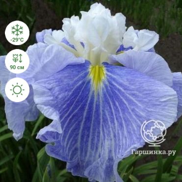 Ирис японский Грейвудс Катрина (iris) 🌿 обзор: как сажать ...