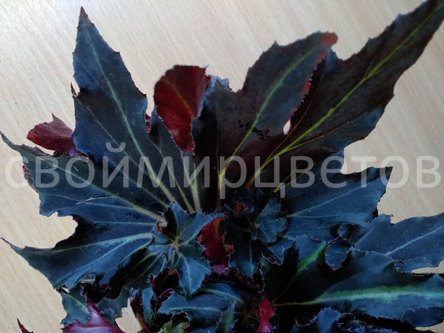 Begonia Flamenco 4 Pot - Etsy