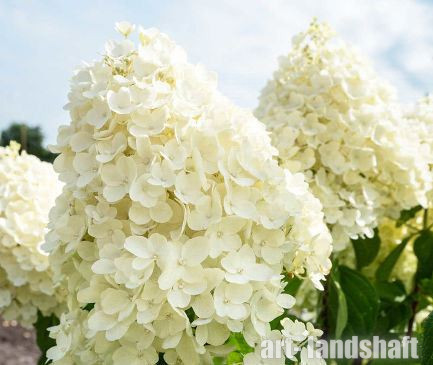 Гортензия метельчатая Саммер Лав / С3 / Hydrangea Summer Love ...