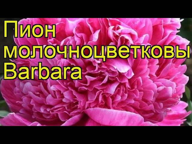 Пион Барбара (Barbara), корневища почтой