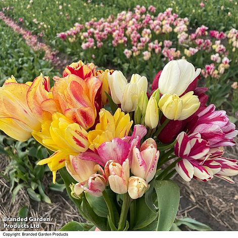 Buy Tulip Bulbs | Tulipa Brownie | Gold Medal winning Harts ...