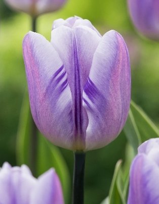 Flaming Flag & Purple Flag Botanical stockphoto - F-Views