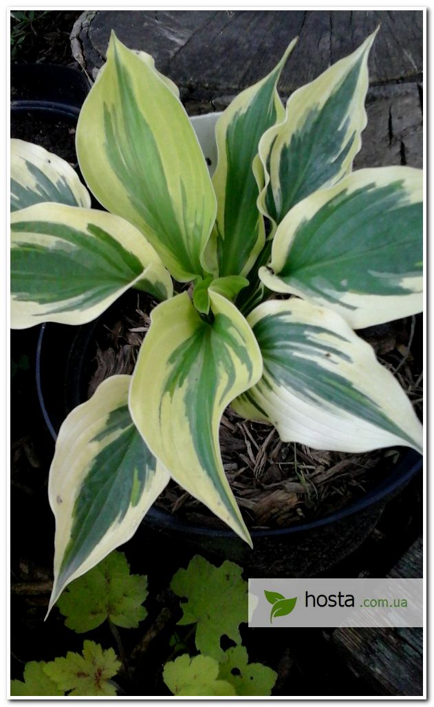 Хоста Зебра Страйпс: купить саженцы Hosta Zebra Stripes в ...