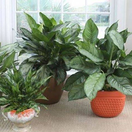 Аглаонема округлая (Aglaonema rotundum) — описание ...