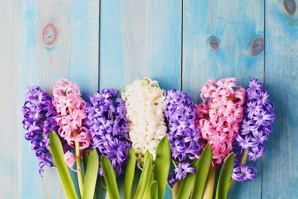 Гиацинт Аква (Hyacinthus Aqua ...