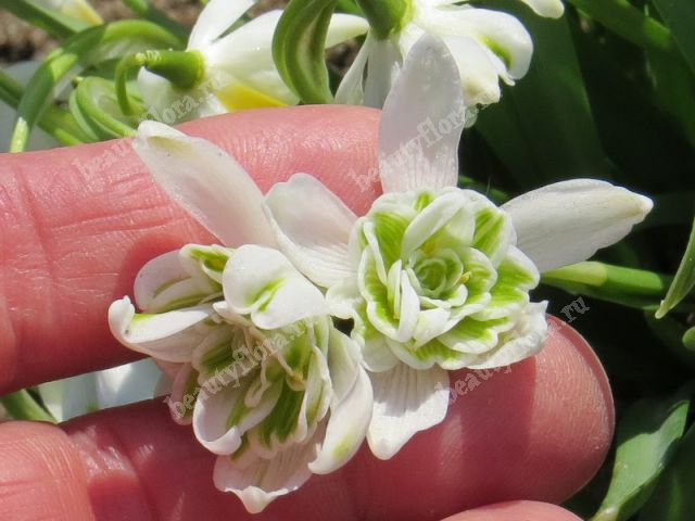 Галантус белоснежный (Galanthus nivalis): характеристики ...