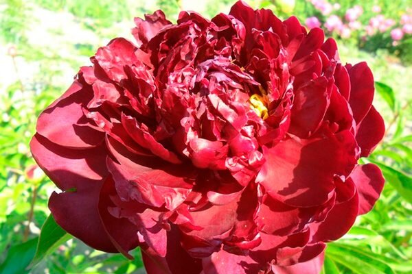 Пион травянистый Армани (paeonia armani) пион Армани обзор ...