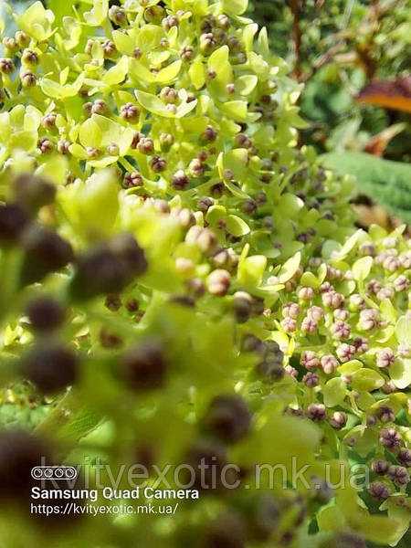 Гортензия древовидная Лайм Рики (Hydrangea arborescens `Lime ...