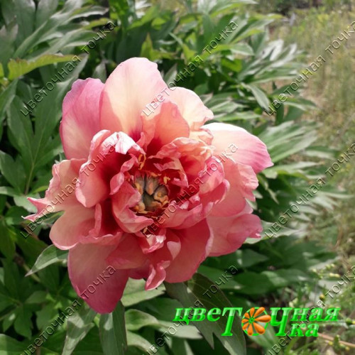 Paeonia-Peony Magical Mystery Tour | R2 ...